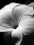 5829987-elegant-black-and-white-close-up-of-a-tender-textured-spring-flower